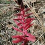 Sacoila lanceolata പുഷ്പം