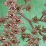 Rodgersia aesculifolia Çiçek