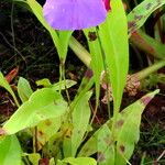 Utricularia longifolia Hábito