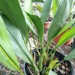 Coelogyne glumacea ശീലം