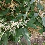 Buddleja cordata Flower