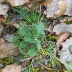 Scabiosa columbariaLeht