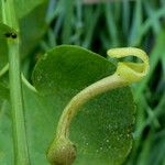 Aristolochia clematitis ফুল