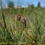 Carex magellanica Floare