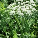 Daucus muricatus फूल