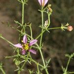 Fagonia laevis Flower