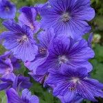 Geranium ibericum Flower