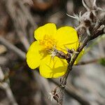 Fumana ericoides Blüte