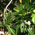 Cossinia trifoliata Yeri