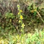 Agrimonia pubescens Flower