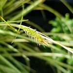 Carex oshimensis Flor