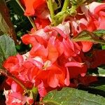 Impatiens balsaminaफूल