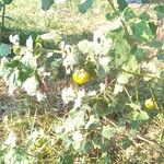 Solanum trilobatum Ffrwyth