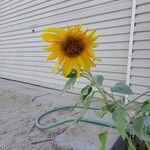 Helianthus annuus L.Cvet