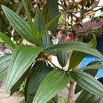 Tibouchina mutabilis ഇല