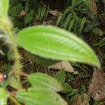 Miconia lacera Feuille