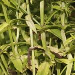 Bacopa laxiflora