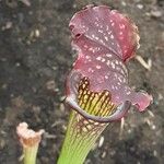 Sarracenia leucophylla 花