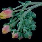 Echeveria amoena Flower