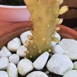 Opuntia triacanthos چھال