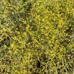 Bupleurum fruticescens 整株植物