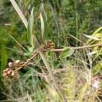 Hiptage benghalensis Blüte