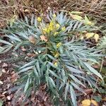 Mahonia fortunei برگ