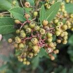 Photinia arbutifolia Vrucht