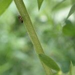 Lathyrus pratensis Koor