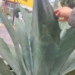 Agave shaferi Blad