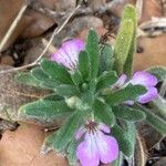 Ajuga ivaফুল