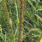 Reseda luteola Плід