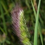 Cynosurus echinatus Fula