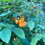 Impatiens capensis Flower