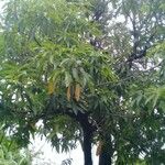 Mangifera indica Лист