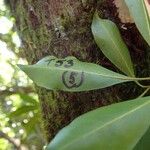 Planchonella reticulata Blad