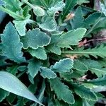 Papaver atlanticum Leaf