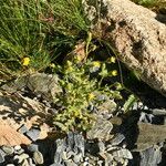 Senecio viscosus 整株植物