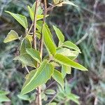 Monarda fistulosaপাতা