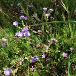 Phacelia ciliata 整株植物