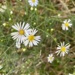 Symphyotrichum ericoidesCvet