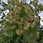 Tilia mongolica 花