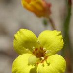 Camissonia contorta Flower