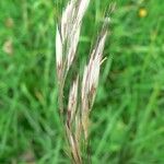 Helictochloa pratensis Hedelmä