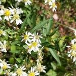 Doellingeria umbellata Fleur