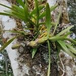 Maxillaria variabilis Blad