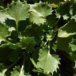 Campanula carpatica Blatt