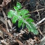 Polystichum polyblepharum Hoja