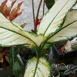 Aglaonema commutatum Liść