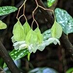 Begonia × albopicta 花